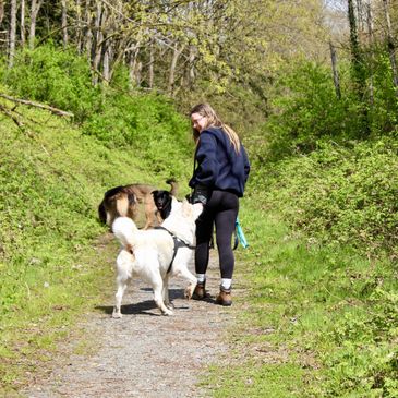 A woman walking two dogs on a forest trail on a sunny day.