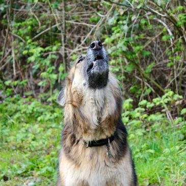 German Shepherd dog howling outdoors in a green forest.
