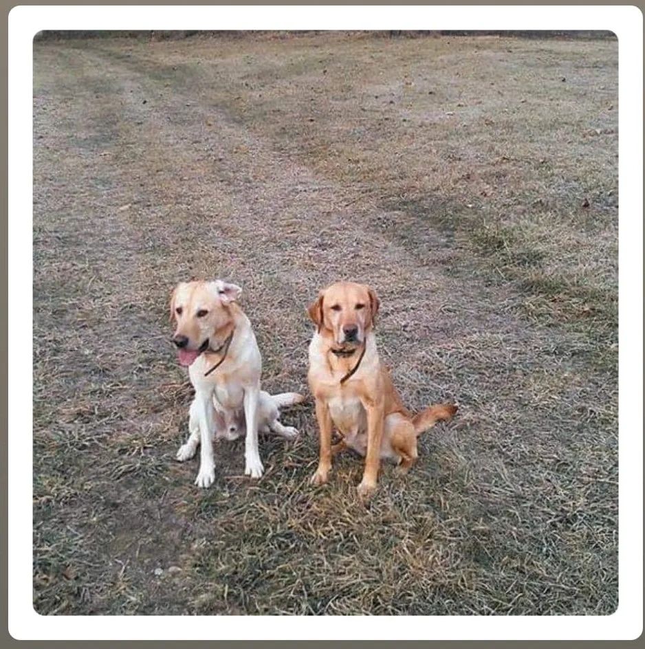 Windy Ridge Labradors NY