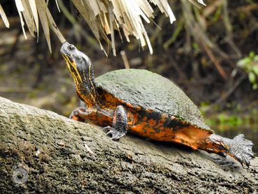 Turtle basking on a log