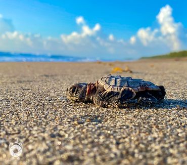 Sea turtle hatchling about to swim in the ocean for the first time