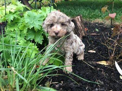 The Toy Goldendoodle: Your Complete Guide To The Miniature Marvel Of  Cuteness - PawSafe