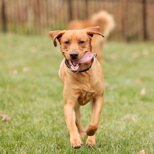 Your Older Dog & New Puppy - Lucky Dog Training Center