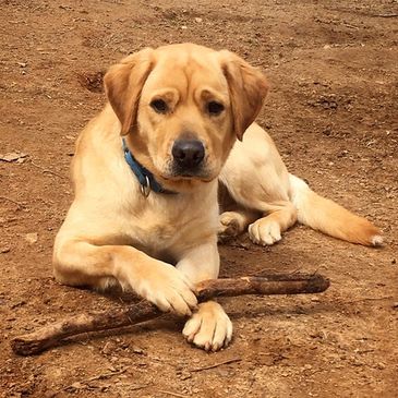 Your Older Dog & New Puppy - Lucky Dog Training Center