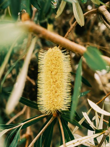 Close-up of a yellow bottlebrush flower on a leafy tree branch.