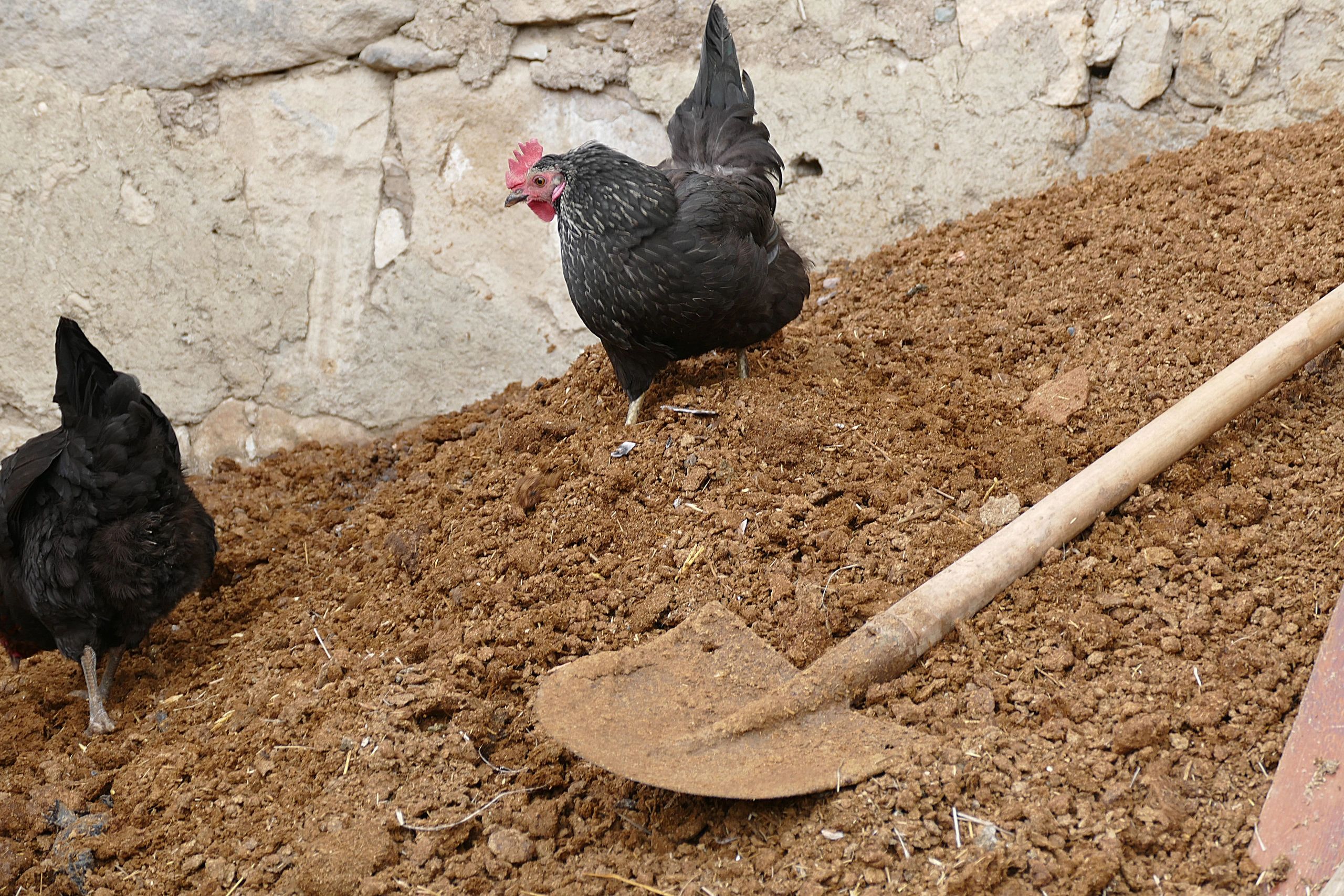 Куриный помёт с опилками как использовать в огороде. Цыплячий огород.