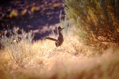 Roadrunner