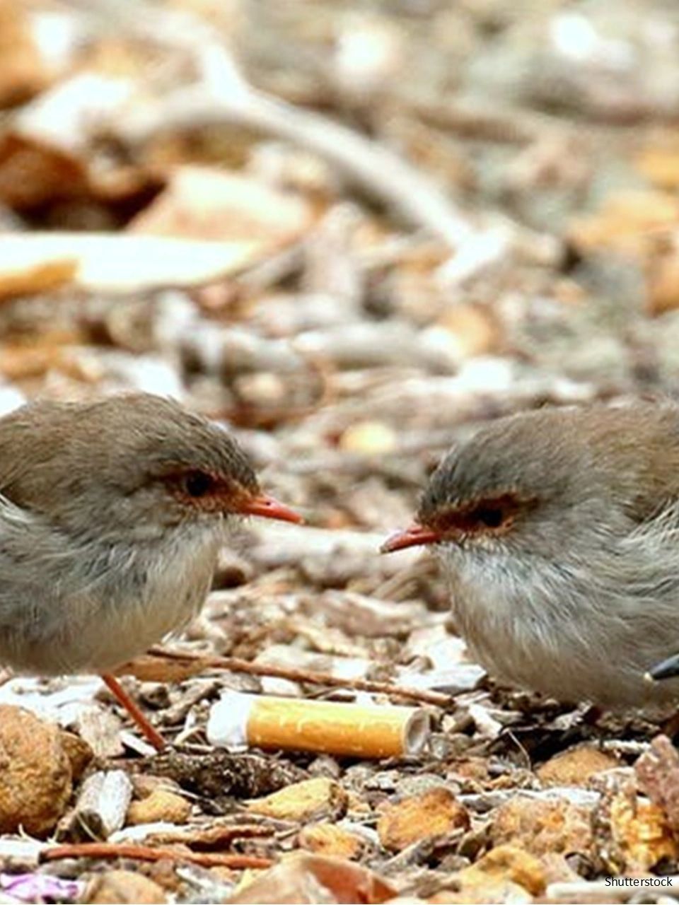 Two birds hover over a cigarette.