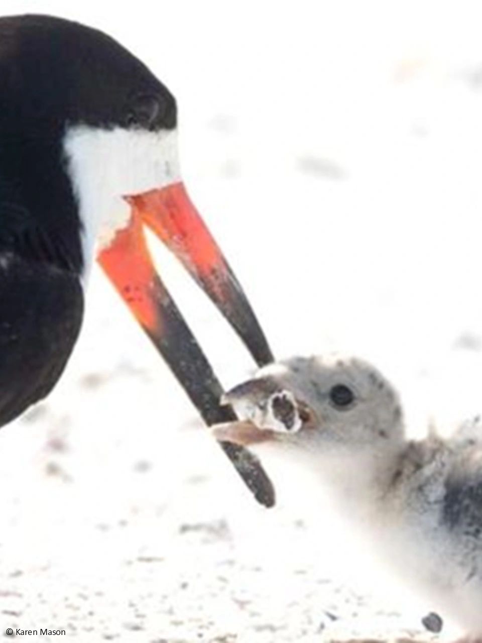 A bird feeding a cigarette butt to a chick.