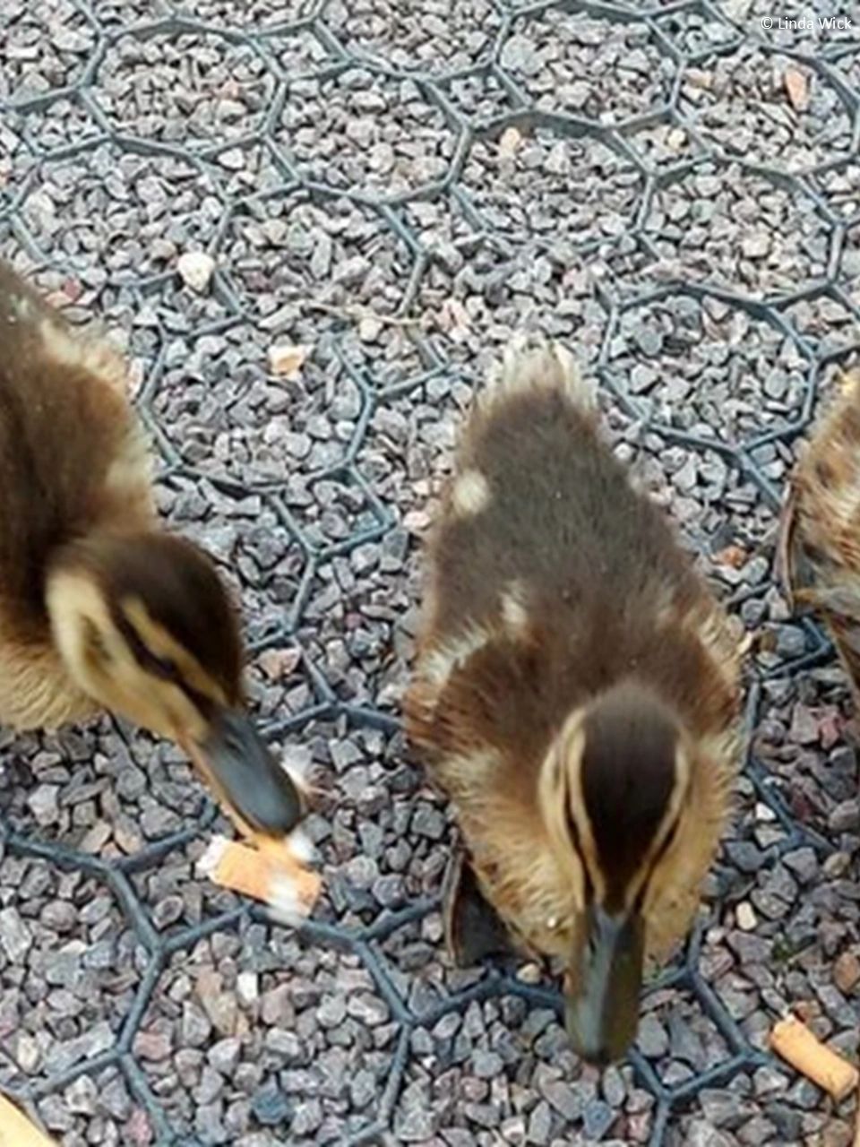 Young ducks with cigarette butts.