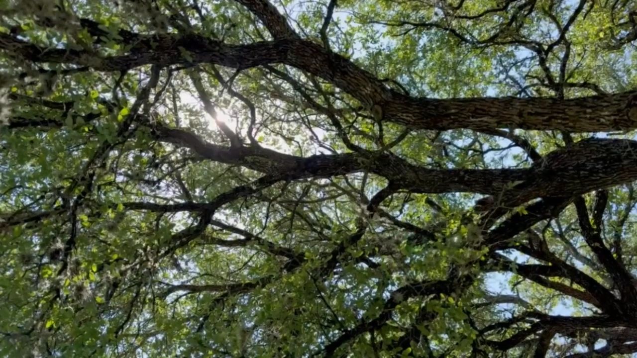 https://img1.wsimg.com/isteam/ip/971b473d-a8fe-417d-adef-99090dc65788/thumbnails/thumbnail-0e9faa4d-3d15-4450-a59d-822d1c3e9c98.png