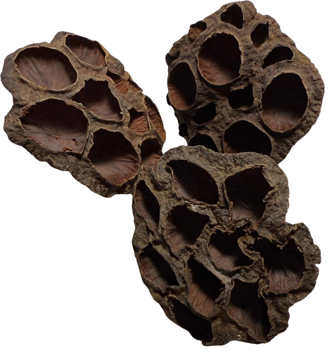 Lotus Pods 3 Pack - Large