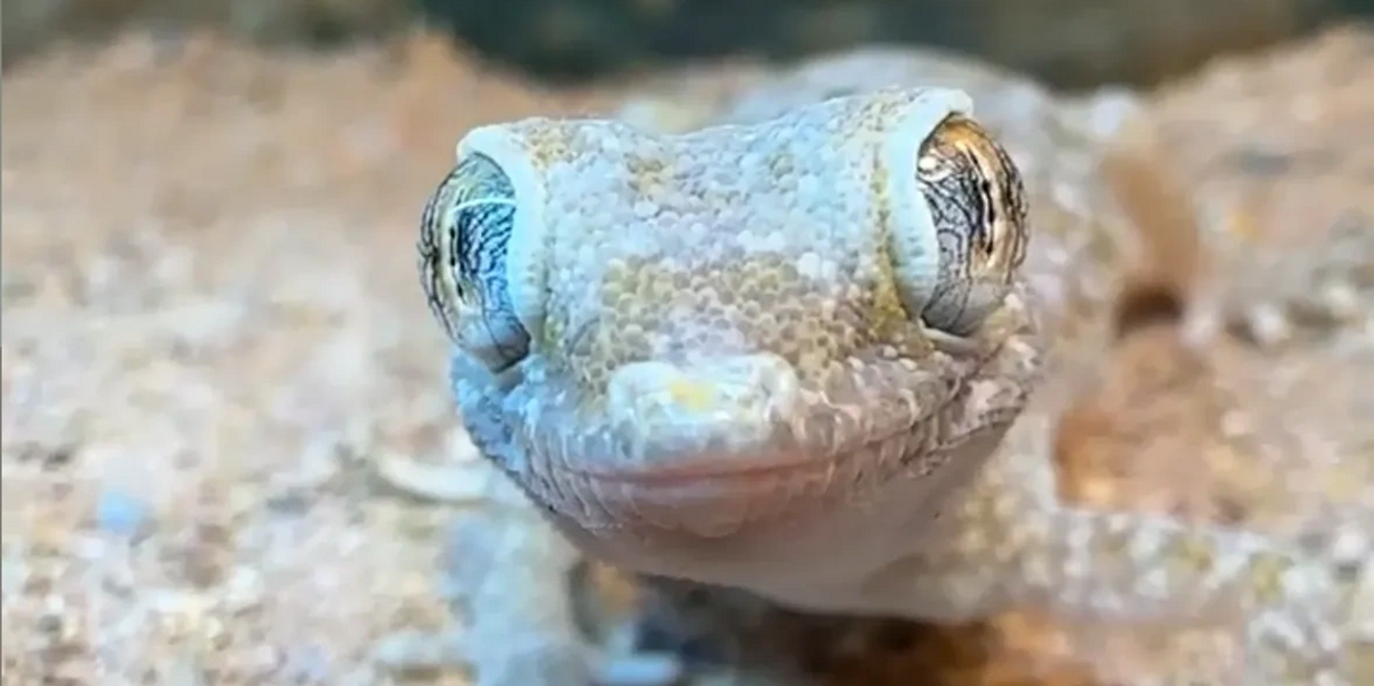 Dwarf Sand Gecko
