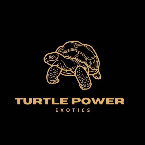 Turtle Power Sign Turtle Power Exotics