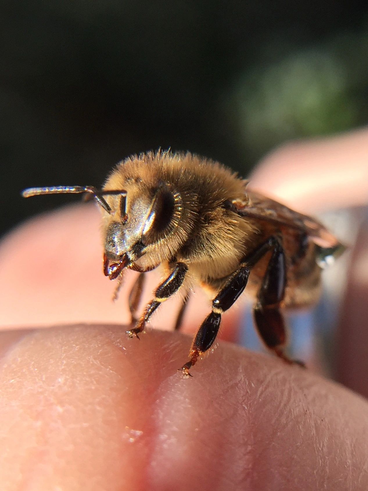 Michigan Bee Gift Set