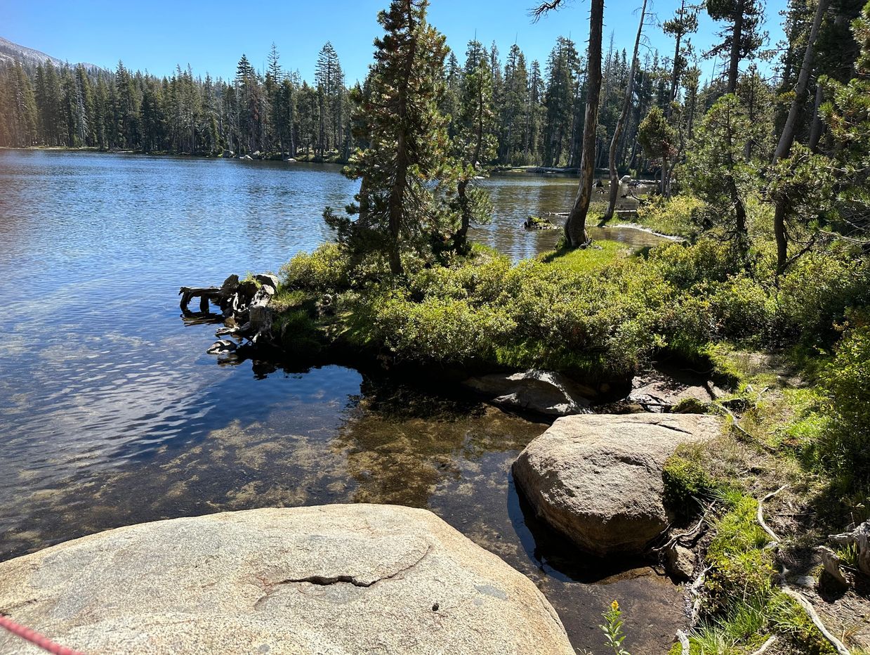 
A tall cedar tree and boulders on the shore of Ice House Lake in the Sierra Nevada mountains.