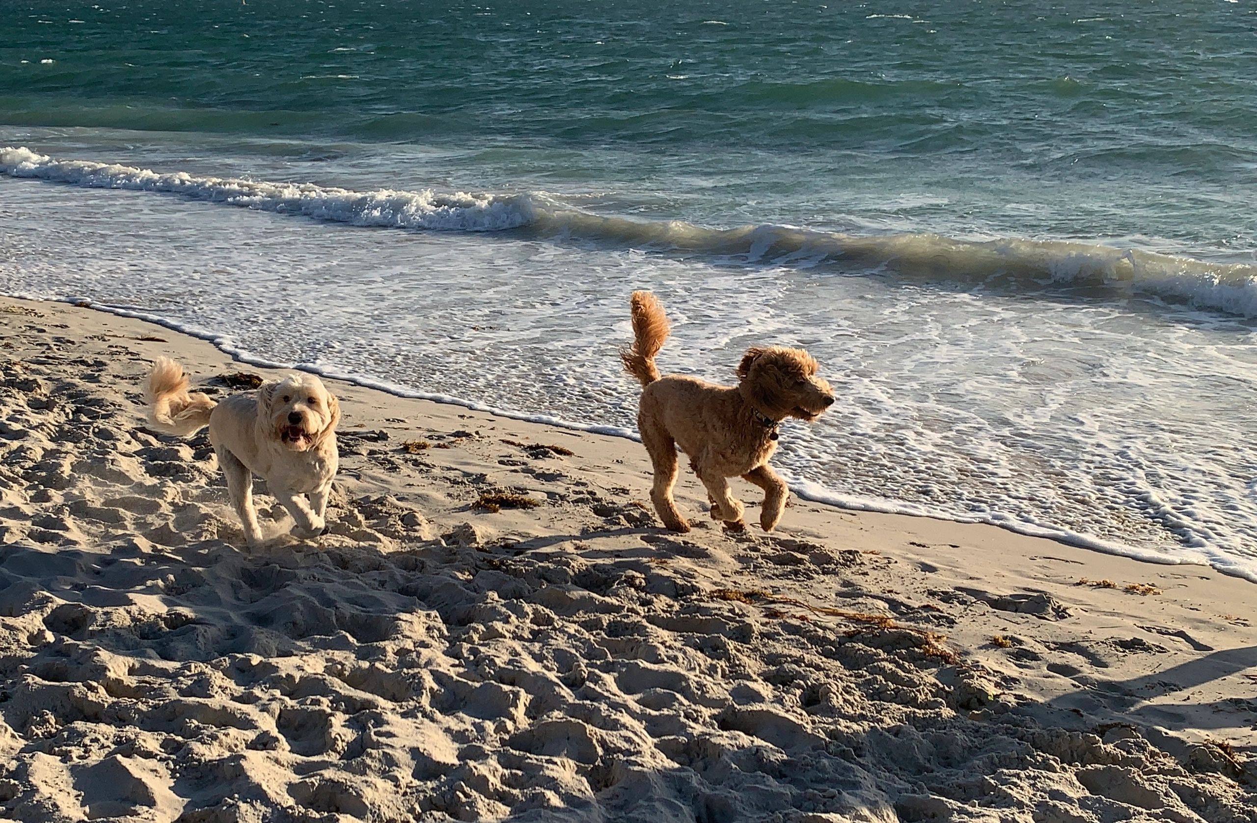 Two dogs joyfully running on a sandy beach near the ocean waves.