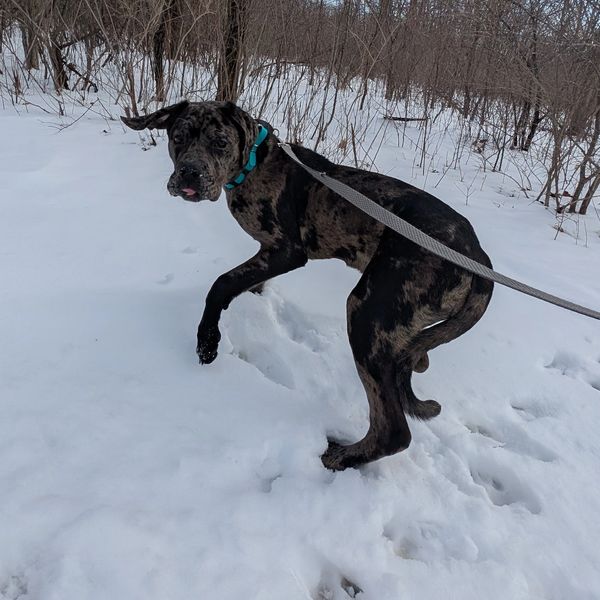 Large puppy playing in the snow