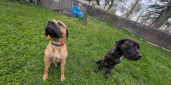 Off leash k9 perfection of two mastiffs sitting side by side that were previously aggressive