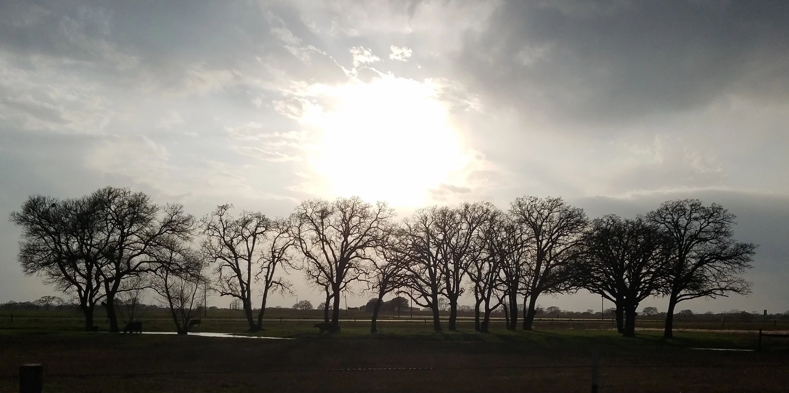 WolfRidge Ranch, LLC Diamond WR Cattle Landscape Tree Line at Sunset