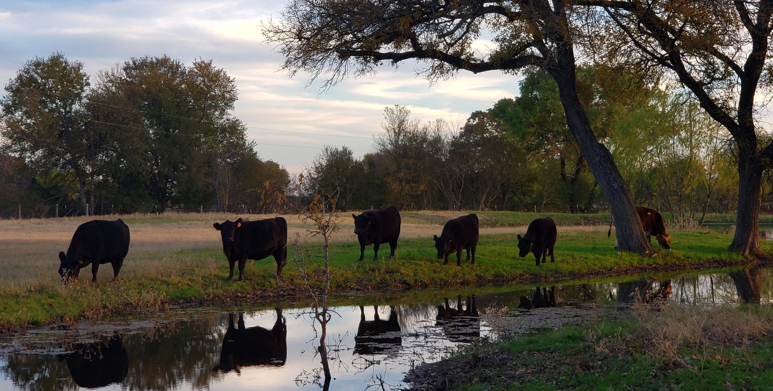 American Aberdeen Angus Cattle 
Heifers Cows Bulls Yearlings Calves
