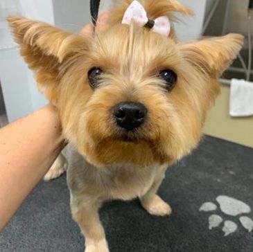 Pet Grooming Astoria / Ny - Dog Planet NY Pet Grooming Astoria / Ny - Dog Planet NY