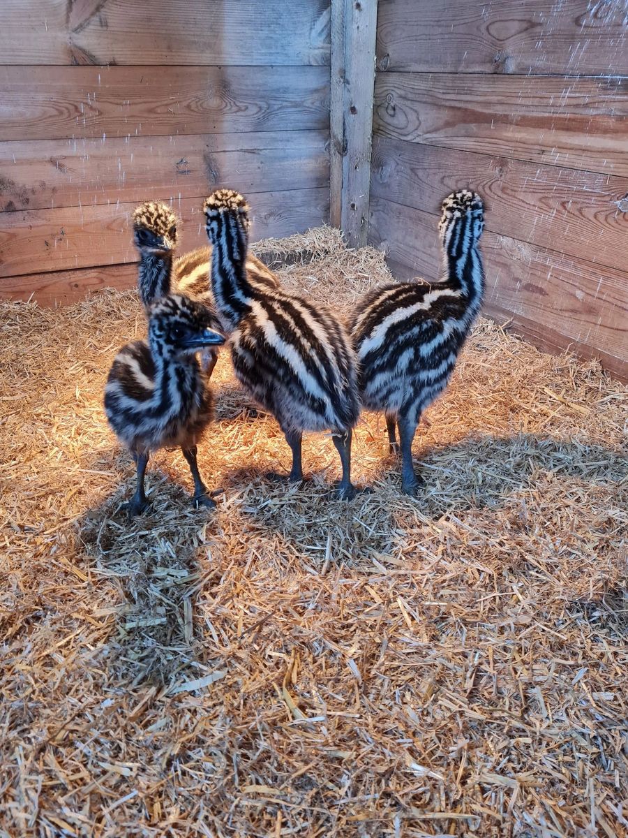 Emu for sale deals