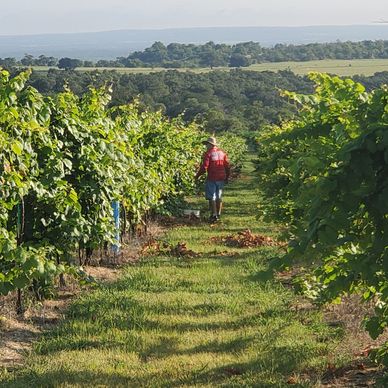 Texas Hill Country Views and man checking grapes for harvest