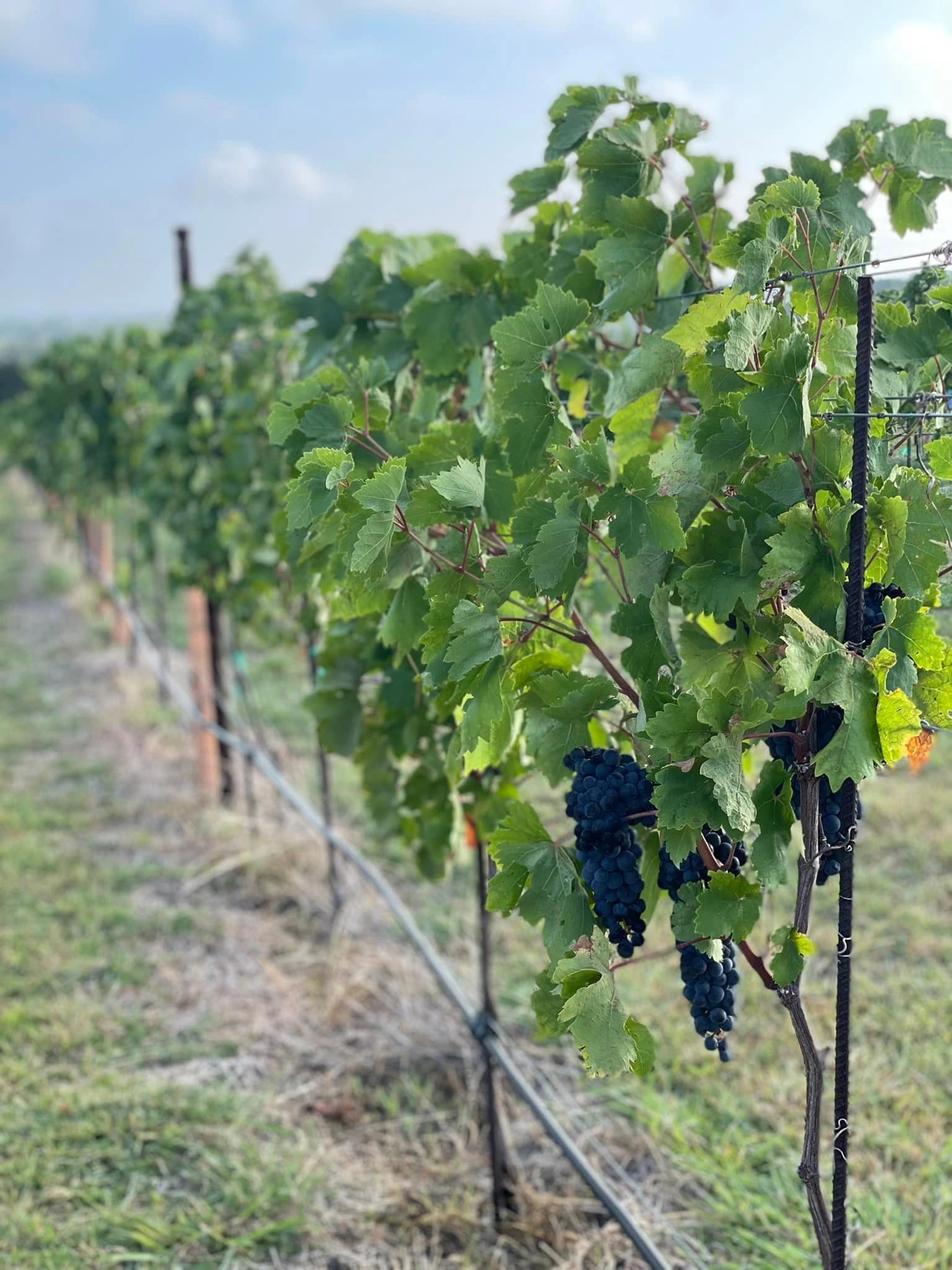 Shoppers Vineyard Clifton - 8wgisck