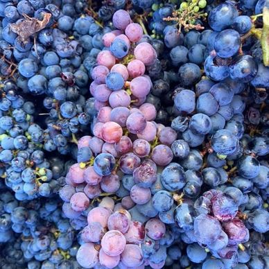 2022 tempranillo harvest