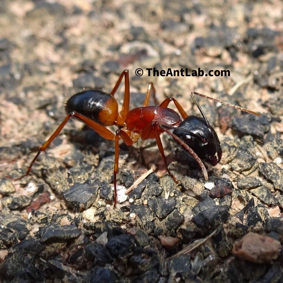 Banded Sugar Ant Queen - Camponotus consobrinus