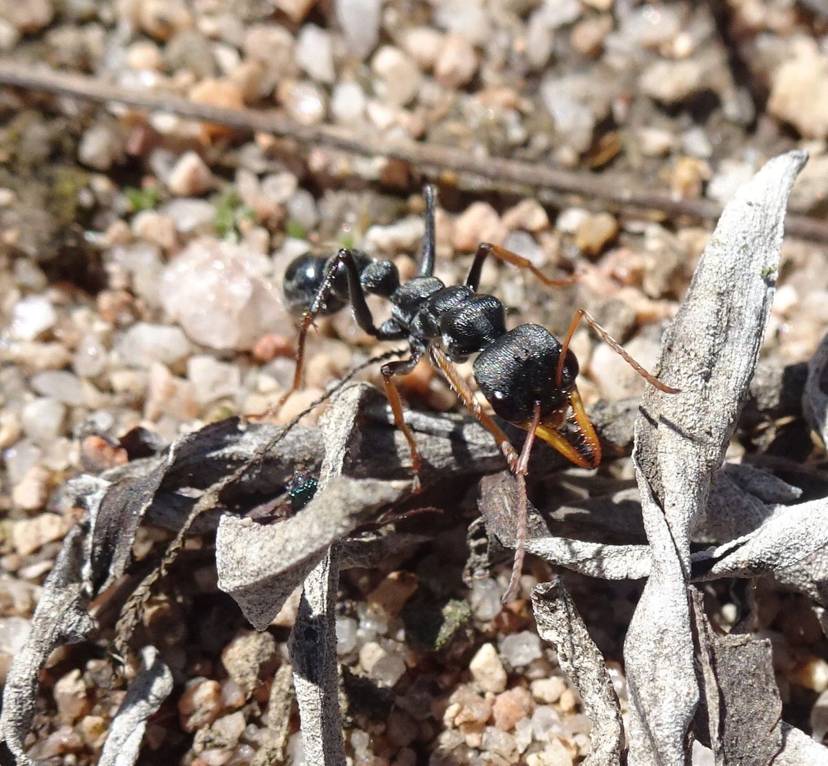 Jumping Jack Queen Myrmecia pilosula