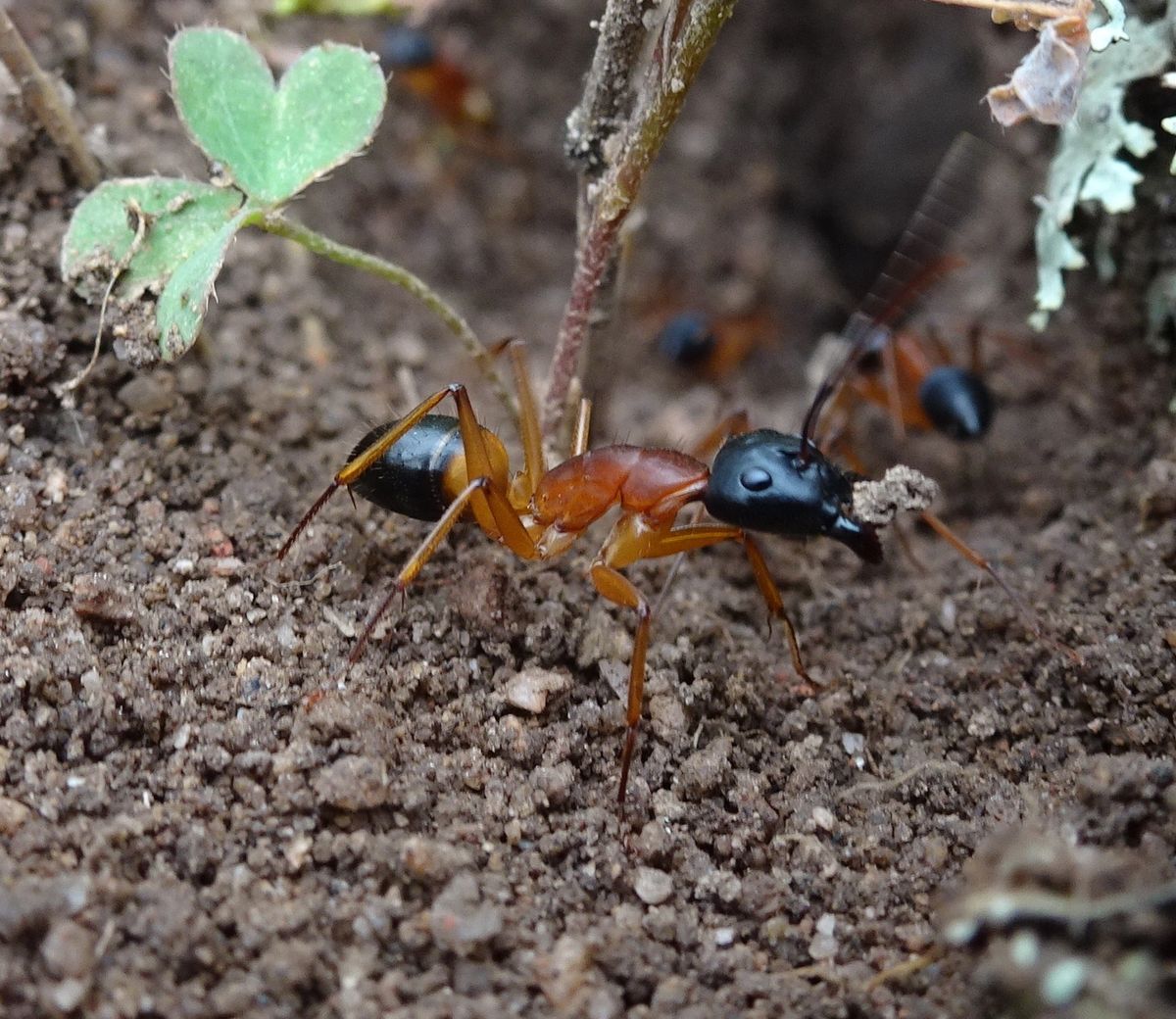 Banded Sugar Ant Queen - Camponotus consobrinus