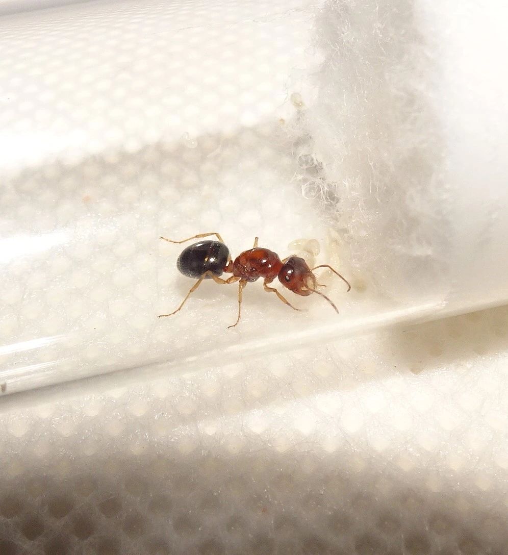 Furnace Ant Queen Melophorus Sp Small 