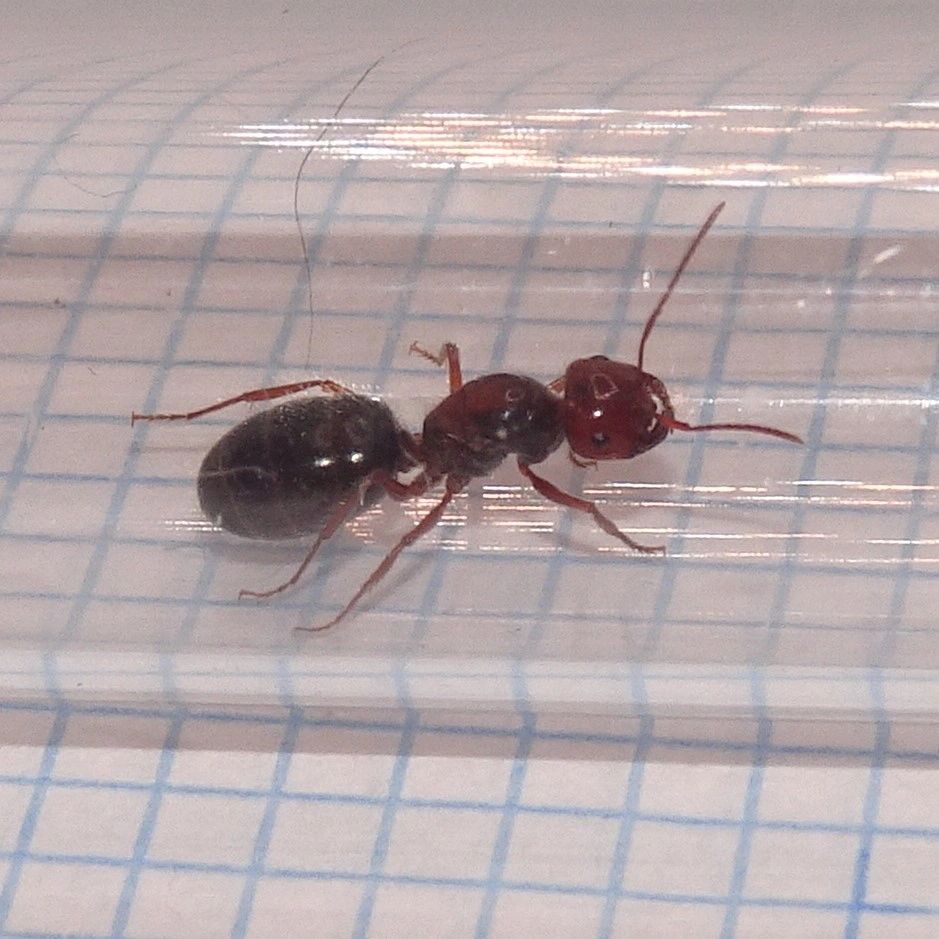 Alice Springs Furnace Ant Melophorus Sp