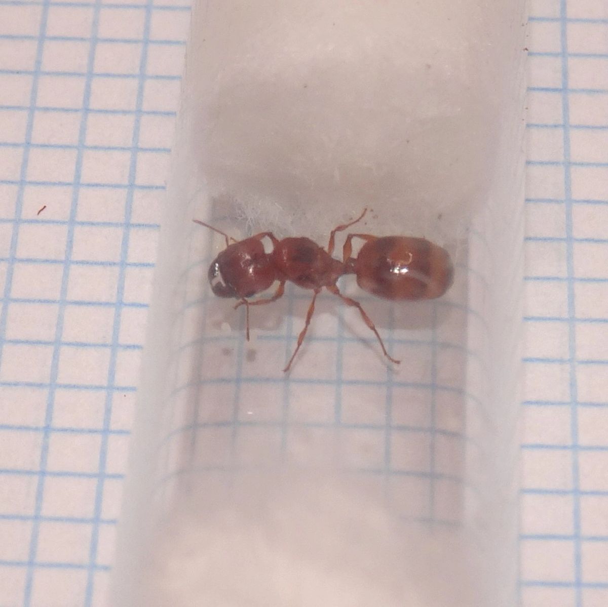 Alice Springs Big Headed Ant Queen -Pheidole sp(orange)
