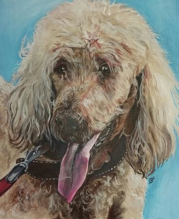 Portrait of a brown poodle