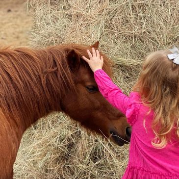 We are excited to invite you to be a part of our expanding horse rescue at our Foster River Ranch. 
