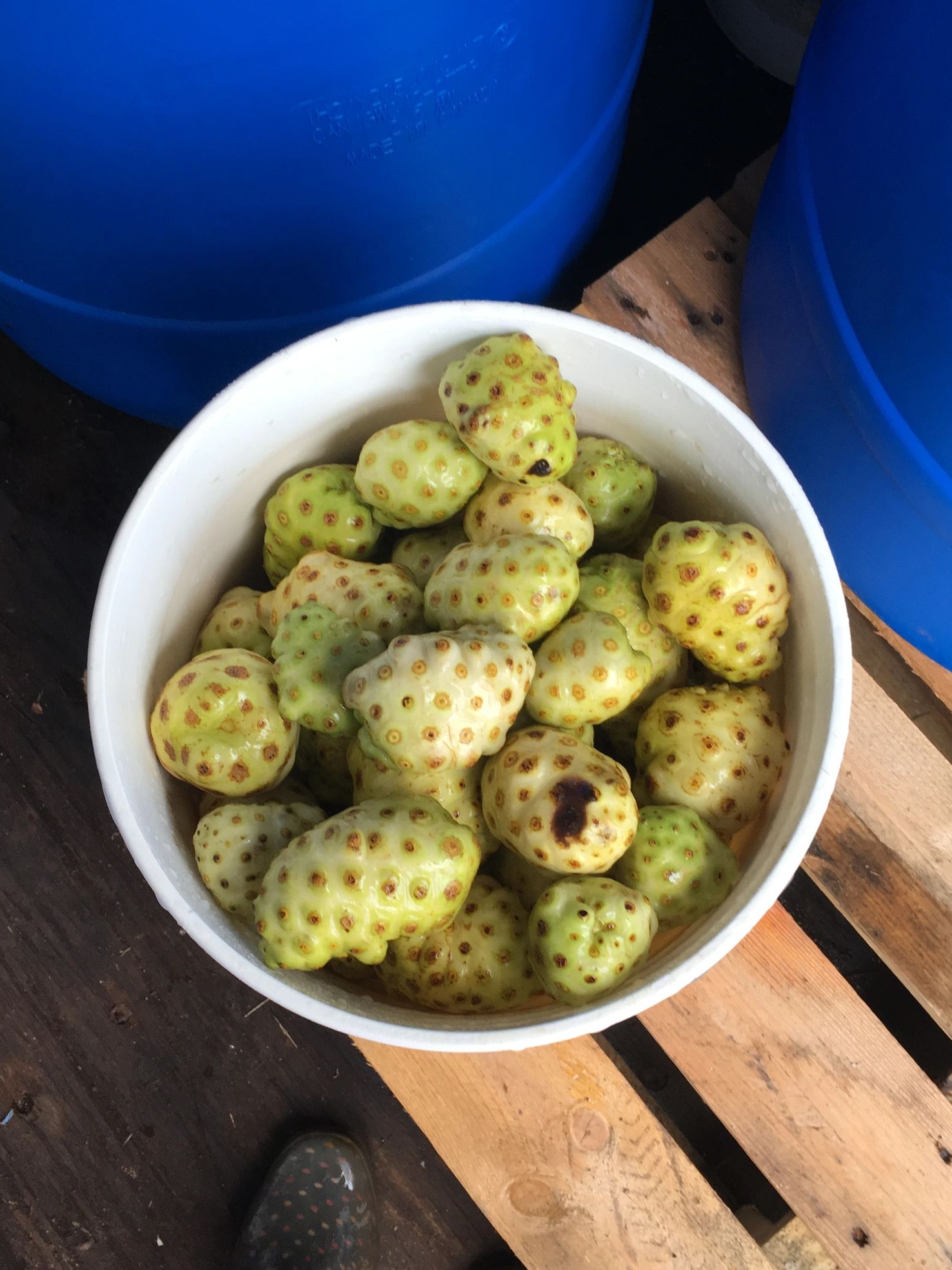 Noni fruit 