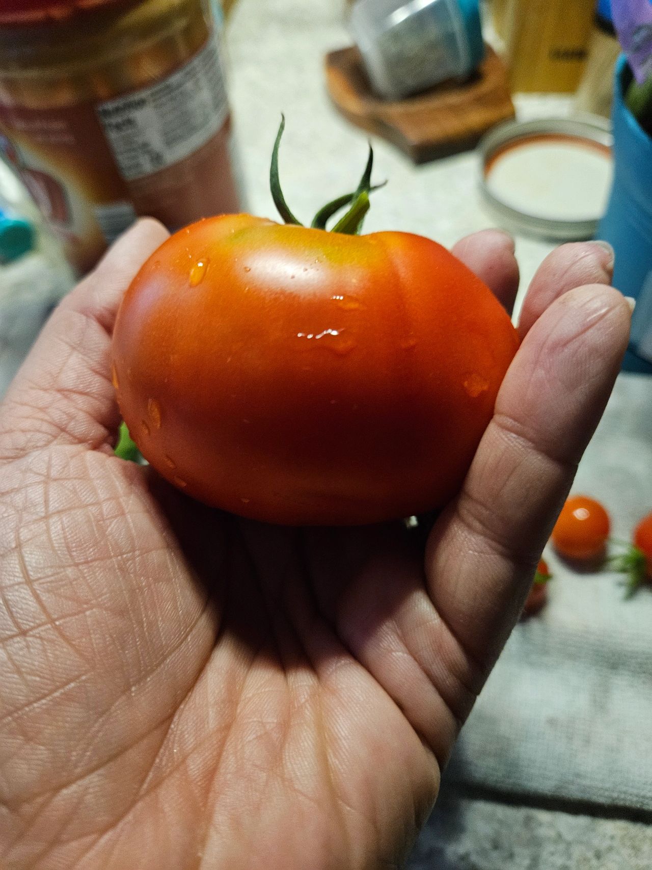 My first regular tomato!