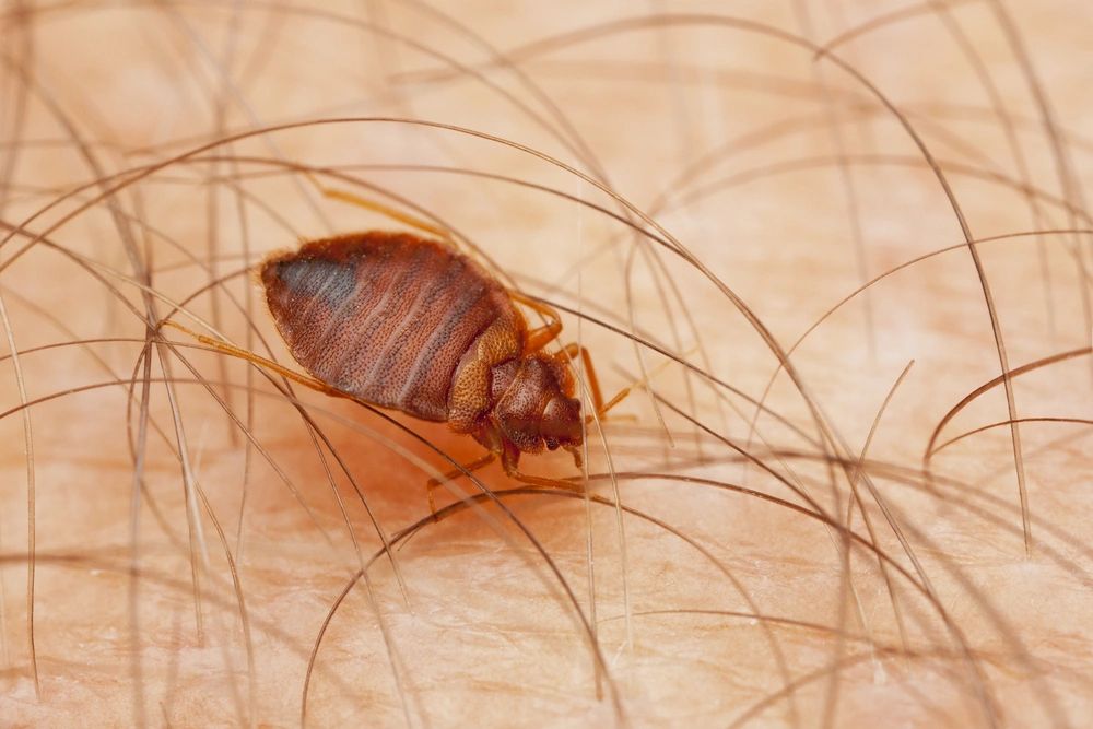 Bed Bug Treatment Pest Control The Woodlands, TX