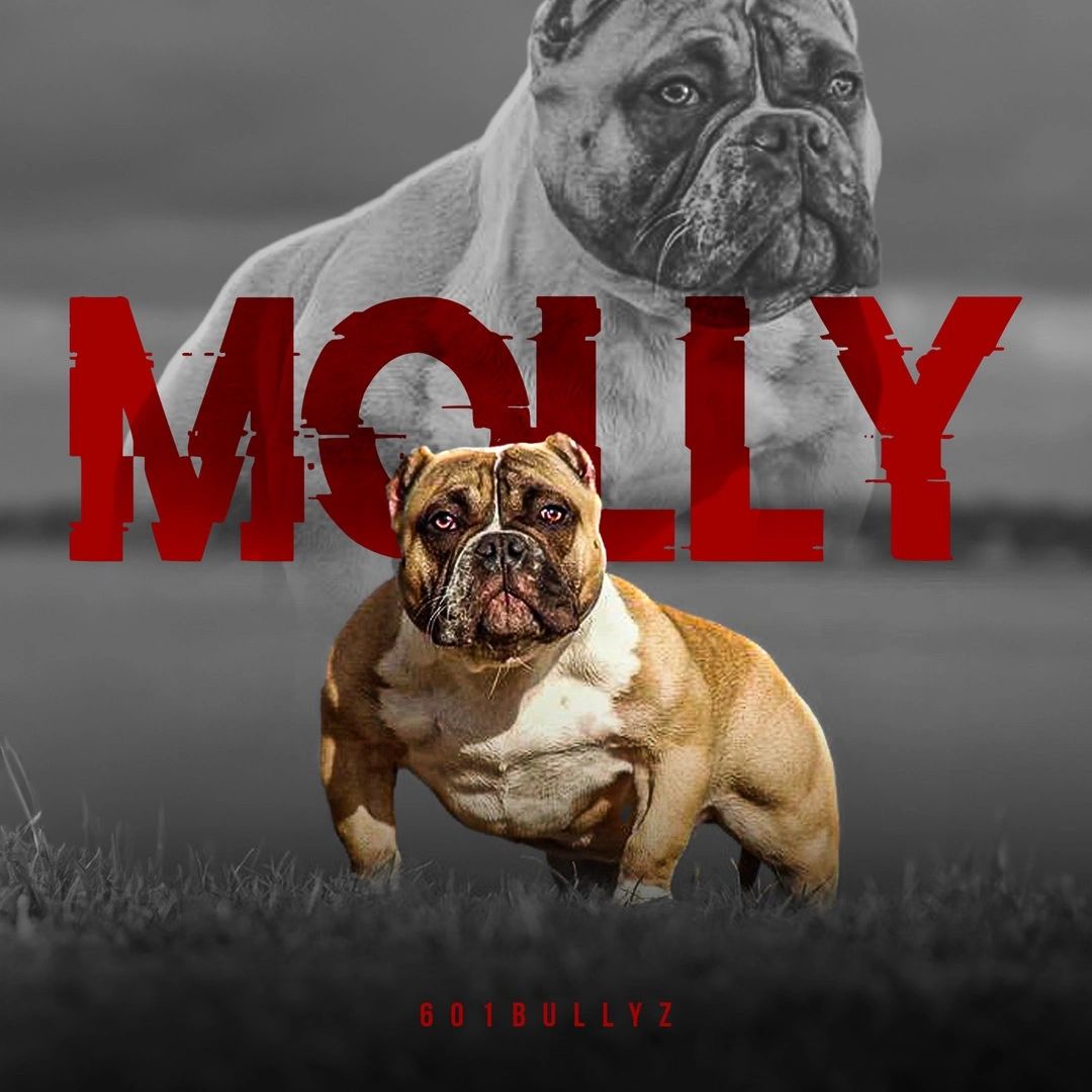 female American bully 601Bullyz Molly
(601Bullyz GiGi ❌ EBK Trench Baby)