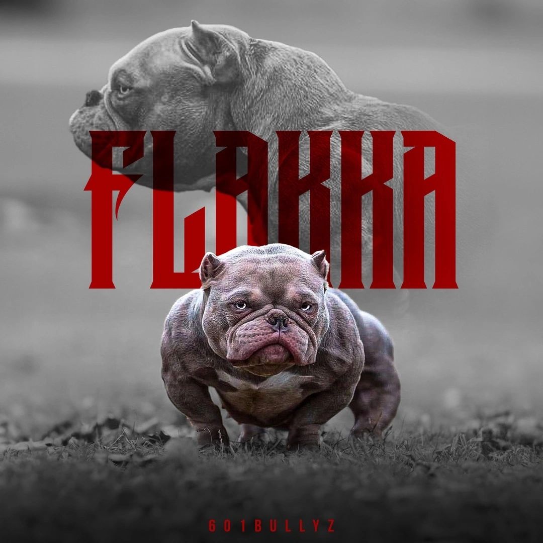 female American bully 601Bullyz Flakka 
(601Bullyz Sadie ❌ 5150)