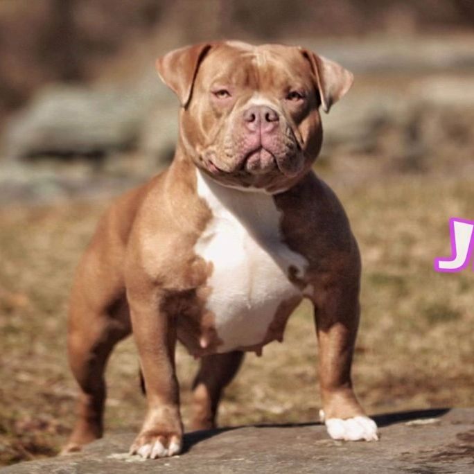 American bully 601Bullyz Jinx
601Bullyz Khaza ❌ 601Bullyz Hercules 