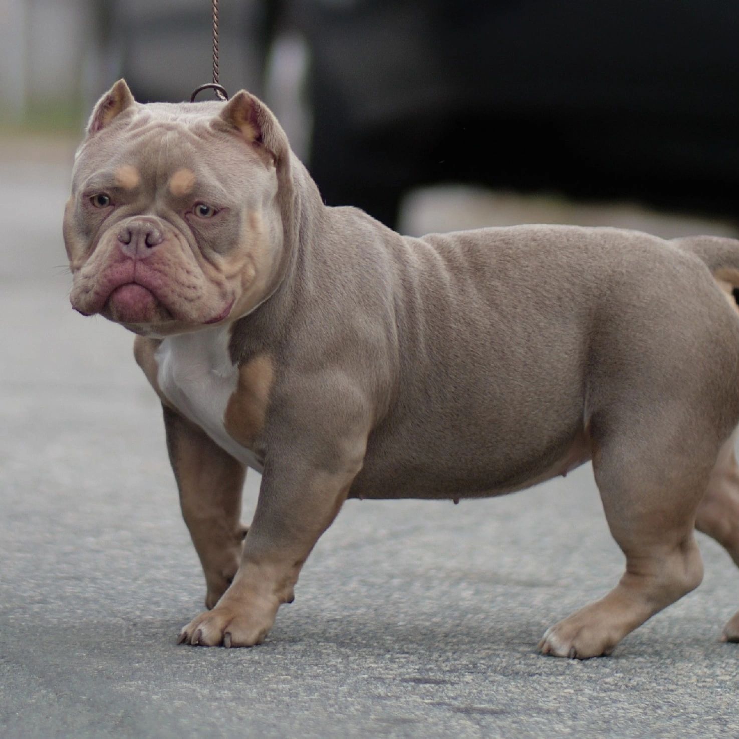 Female American Bully 601Bullyz Sadie
601Bullyz Uni ❌ Phoking Big Red