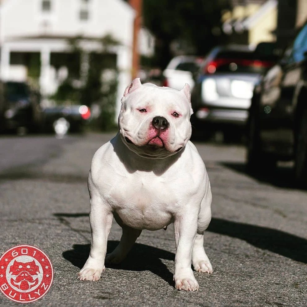 female American bully 601Bullyz Vanna White
(LOB Ch Isis ❌ GrCH Shamrock)