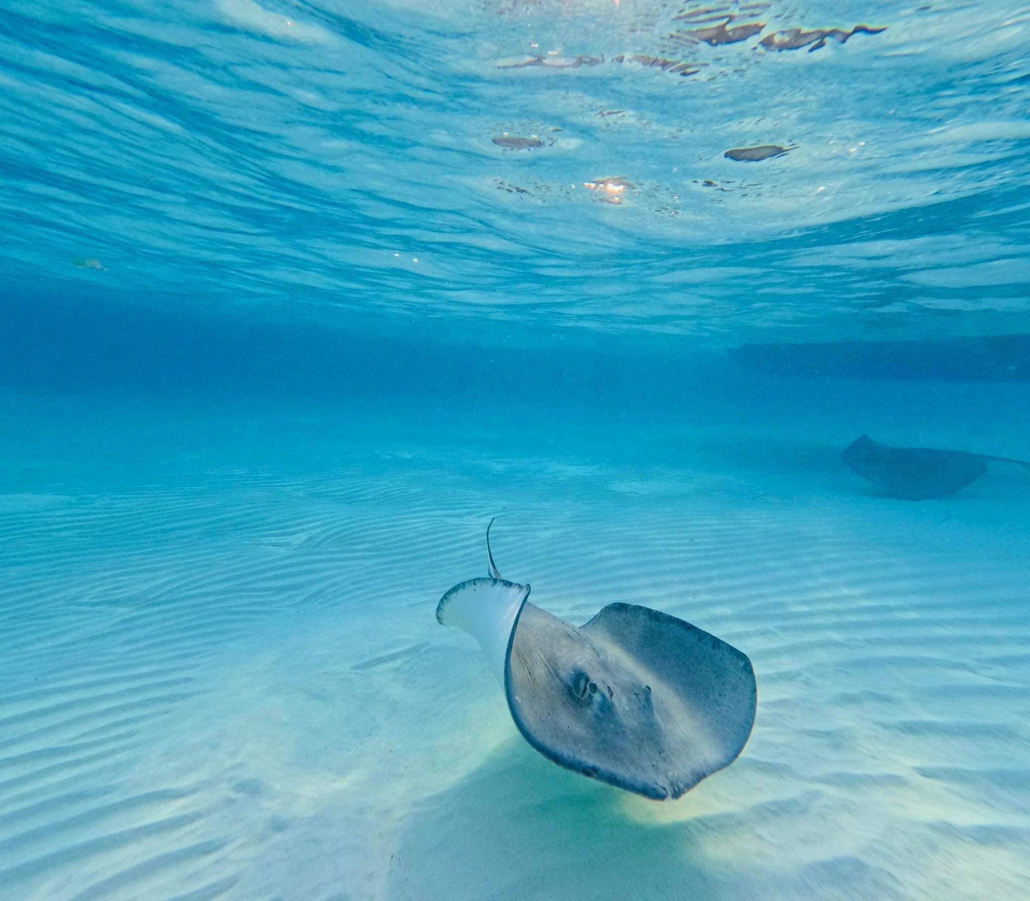 Black Pearl Private Charters