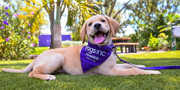 Happy Labrador puppy wearing a purple scarf lying on grass.