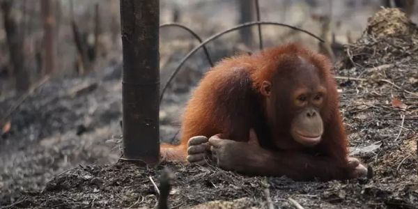 A young orangutan lying on the ground in a forest.