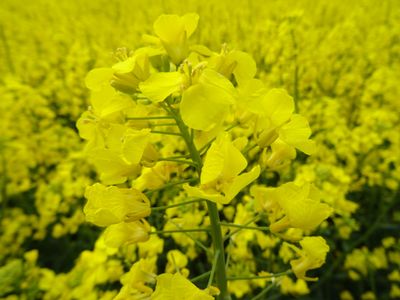 image11